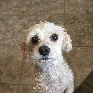 Meet your Posher, Abby